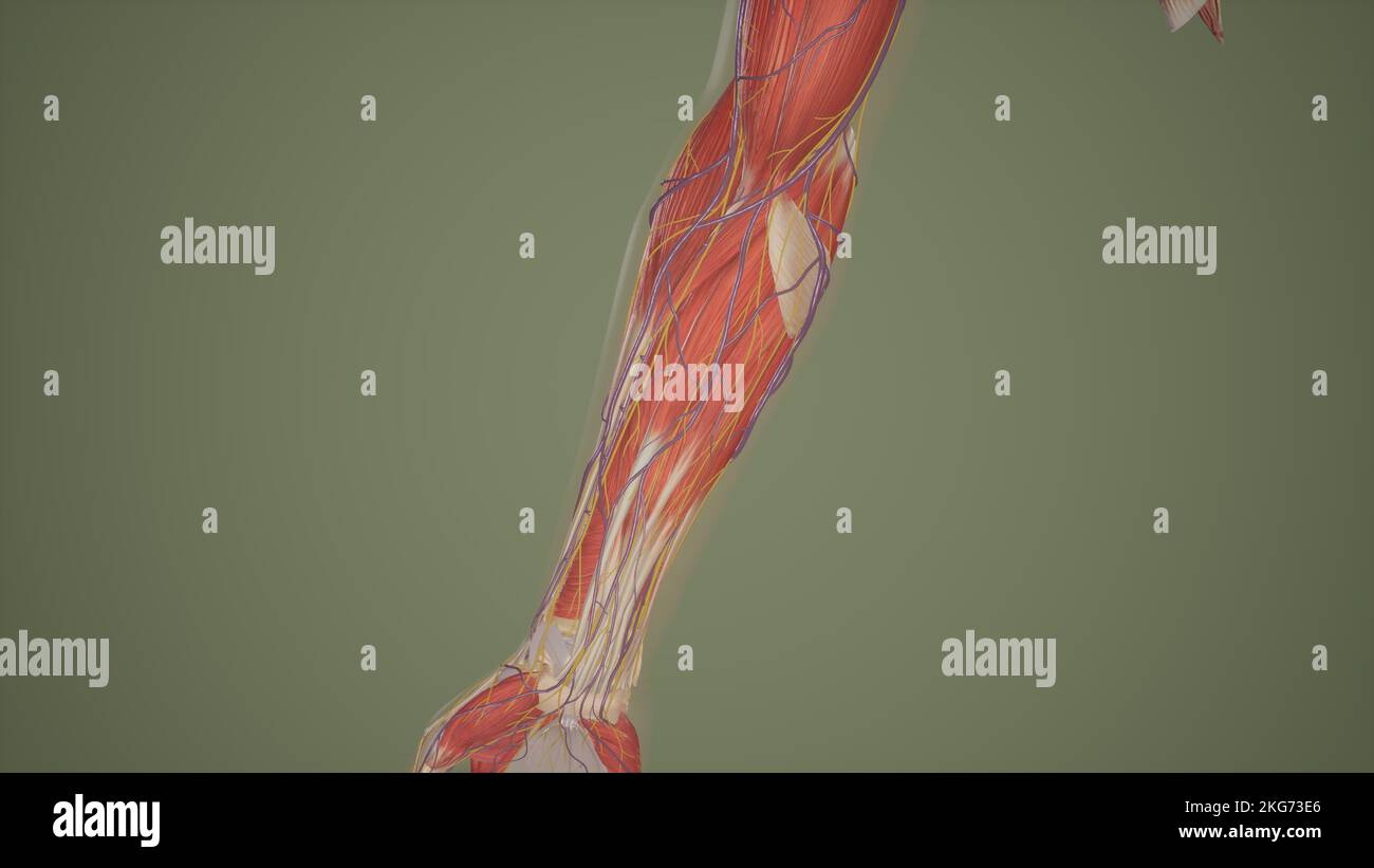 Nervi cutanei e vene superficiali dell'avambraccio Foto Stock