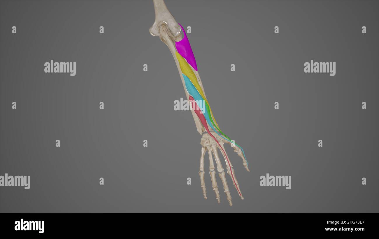 Muscoli dell'estensore profondo dell'avambraccio Foto Stock
