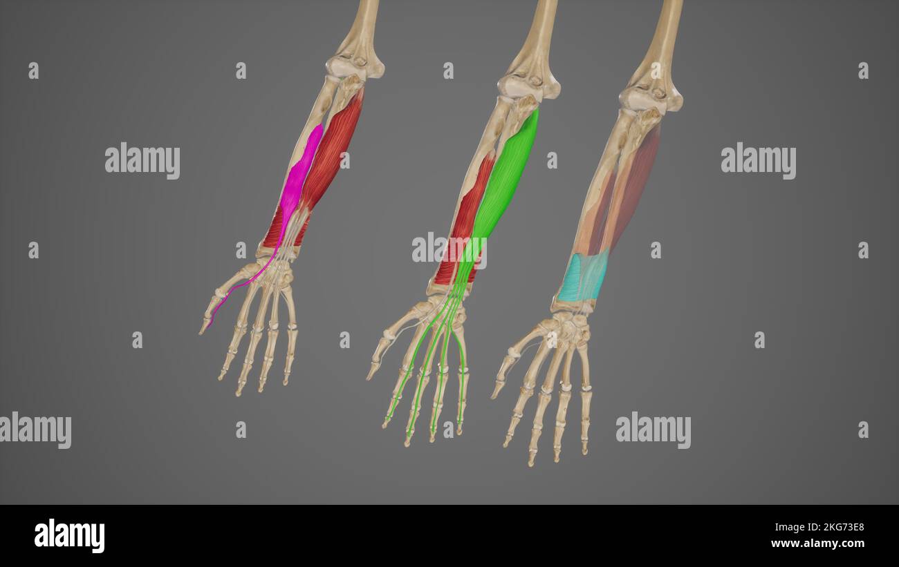 Muscoli profondi flessibili degli individui dell'avambraccio Foto Stock