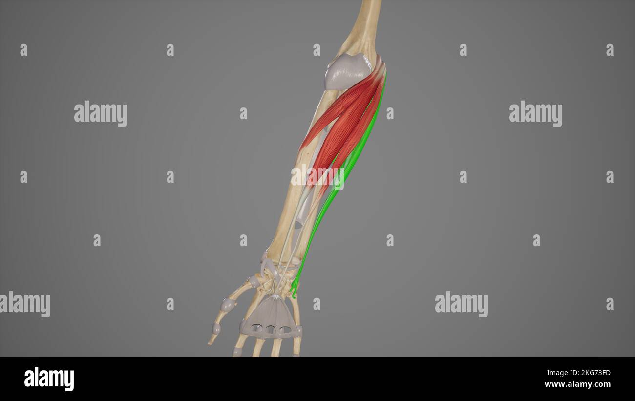 Muscoli dell'avambraccio-Flexor Carpi Ulnaris Foto Stock