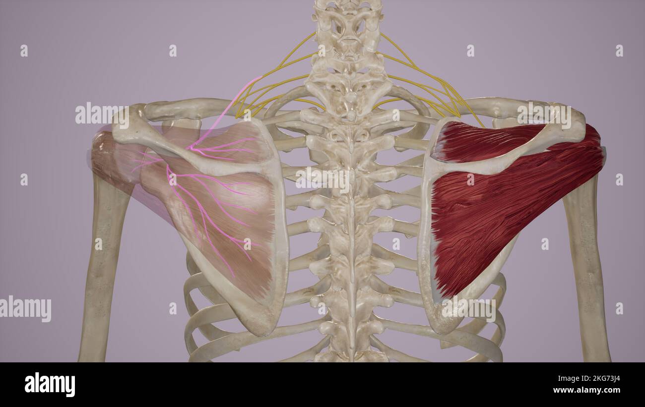 Fornitura nervosa di Supraspinatus e Infraspinatus Foto Stock