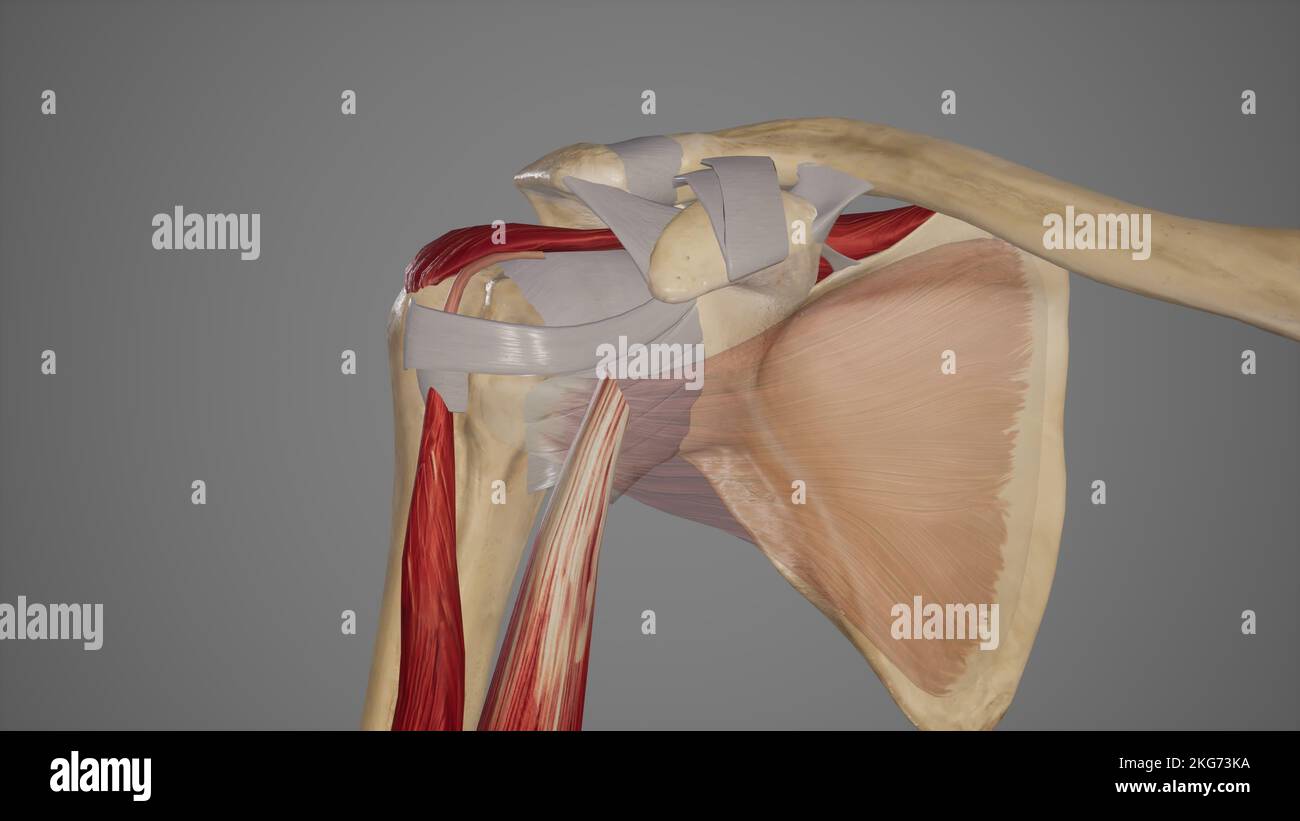 Illustrazione medica dell'articolazione della spalla Foto Stock