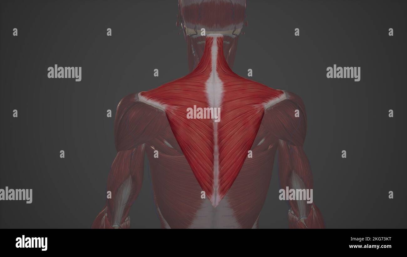 Illustrazione medica di Trapezius Foto Stock
