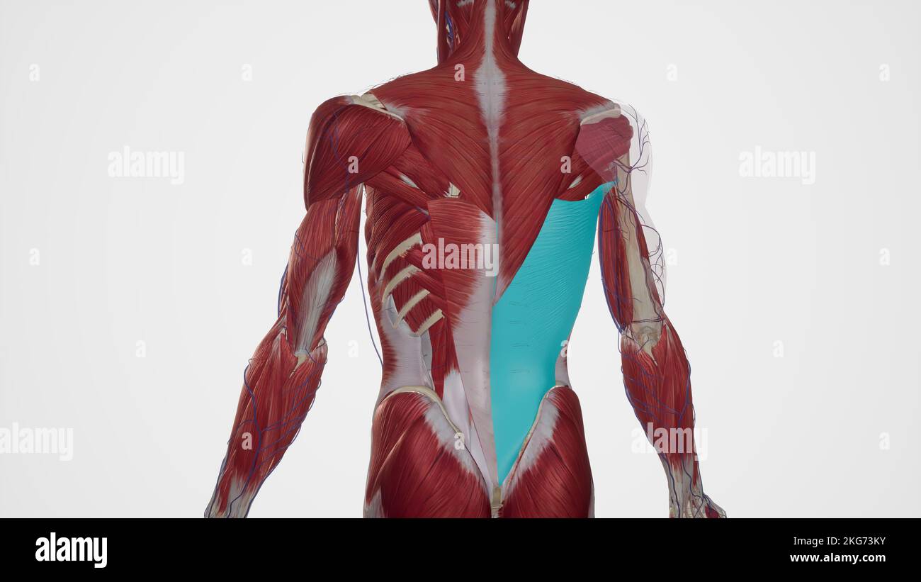 Illustrazione medica di Latissimus Dorsi Foto Stock