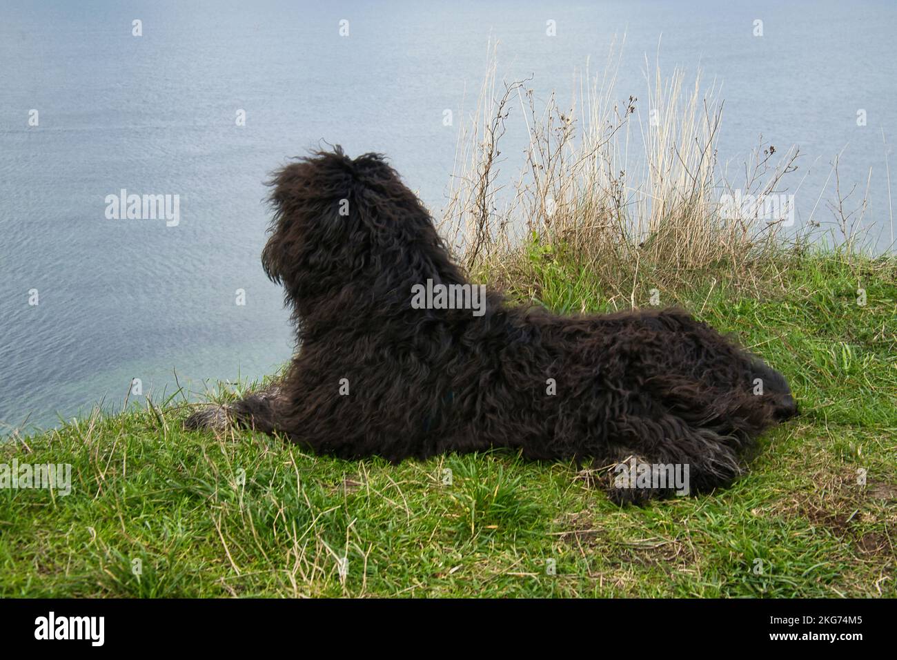 Goldenddle si trova sulla scogliera di fronte al mare in Danimarca. Vista del Kattegatt. Cappotto riccio nero. Foto animale del cane Foto Stock
