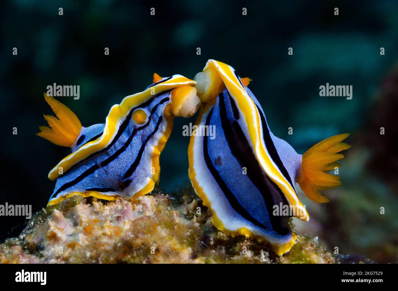 Nudibranca pajama a righe Foto Stock