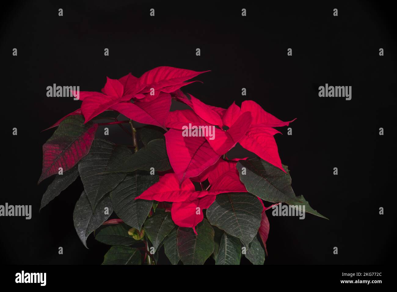 Decorazioni natalizie e fiori. Un bellissimo fiore di Poinsettia con spazio di testo su uno sfondo nero infinito. Primo piano di fiori di punta rossa Foto Stock