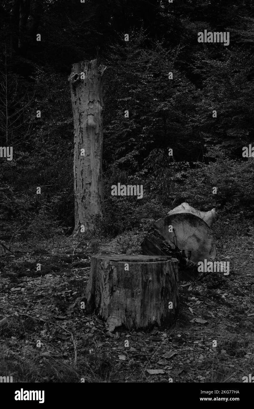 Un colpo verticale di un albero tagliato in una foresta Foto Stock