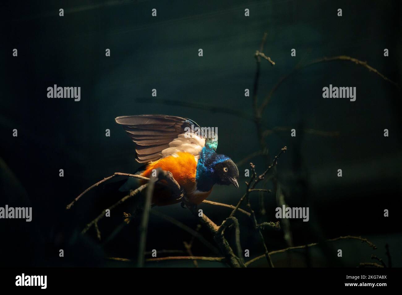 Colorato uccello tropicale su un ramo al crepuscolo, le ali si spalancano, pronto a prendere il volo. Cattura la bellezza e la vivacità della fauna selvatica esotica in movimento Foto Stock