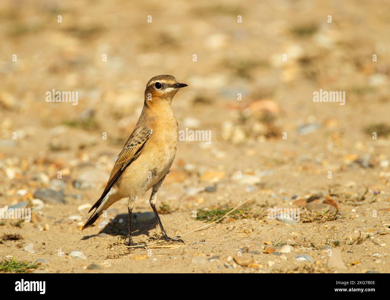 Wheatear alla luce del sole RSPB Minspere riserva naturale, Suffolk Foto Stock