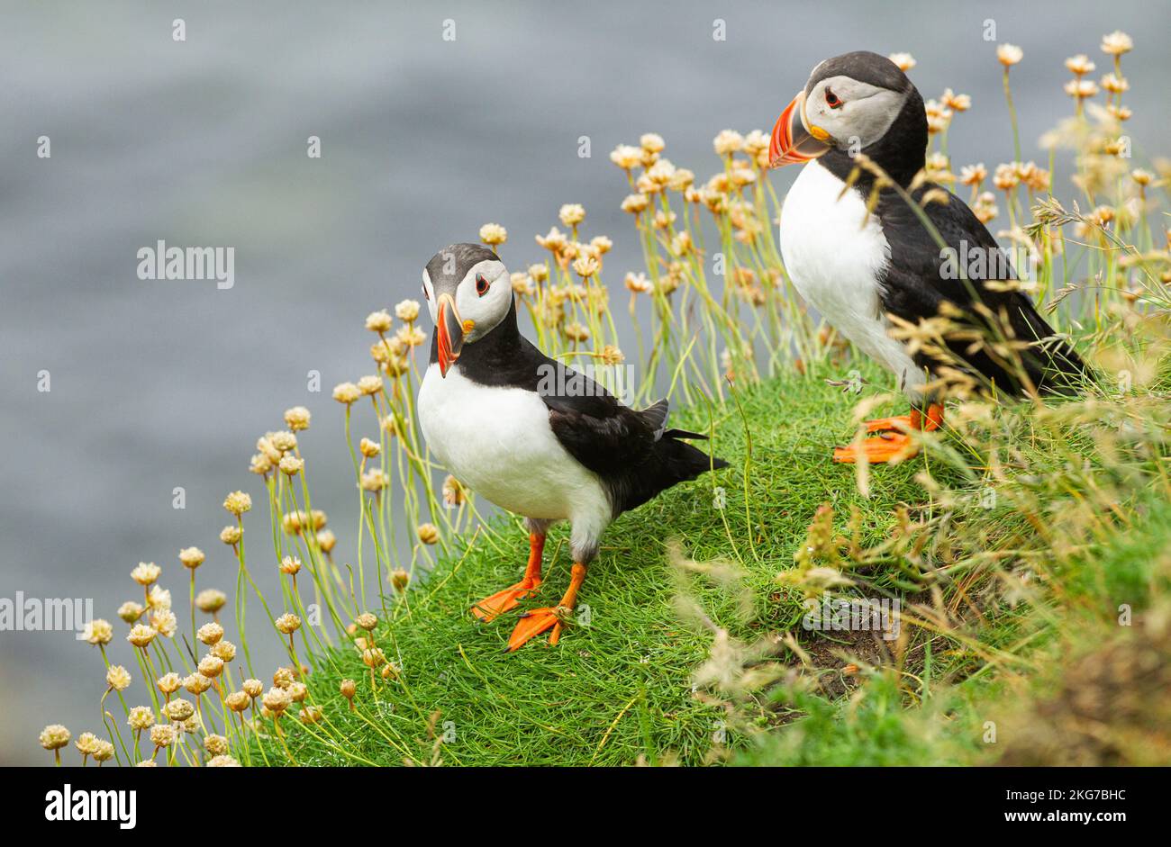 Puffins in piedi sulla cima della scogliera sotto la pioggia sull'isola di Staffa, Scozia, Foto Stock