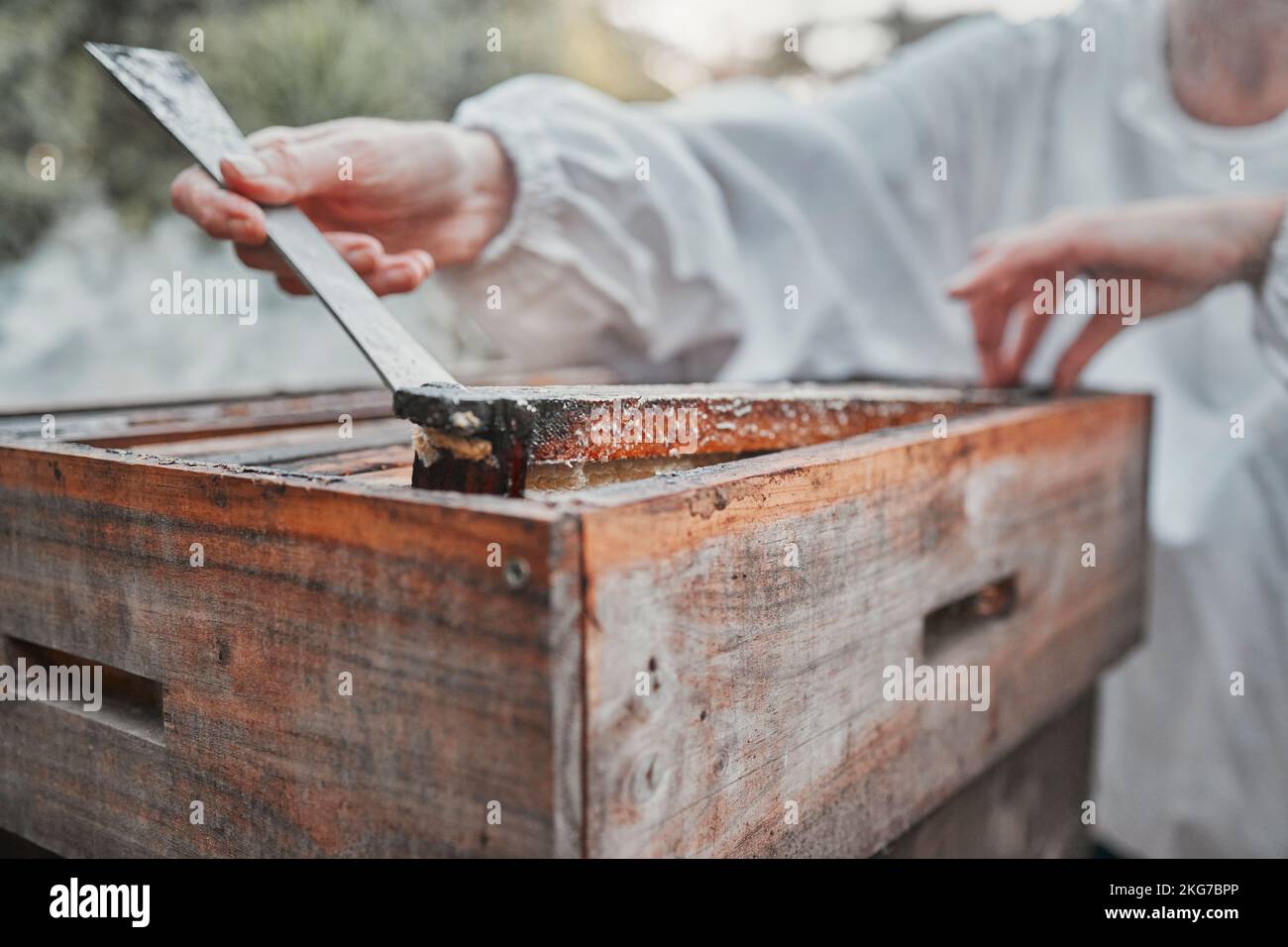 Mani, estrazione del miele e alveare per la lavorazione di alimenti biologici o campioni all'aperto. Primo piano dell'apicoltore che lavora nella produzione agricola per Foto Stock