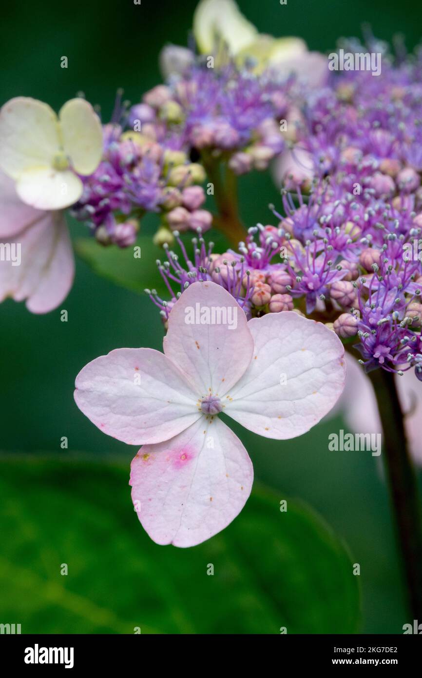 Lacecap hydrangea, Mophead hydrangea, Hydrangea macrophylla, Belzonii, Fiore, Primo piano, Bloom, Ritratto, dettaglio, pianta Foto Stock