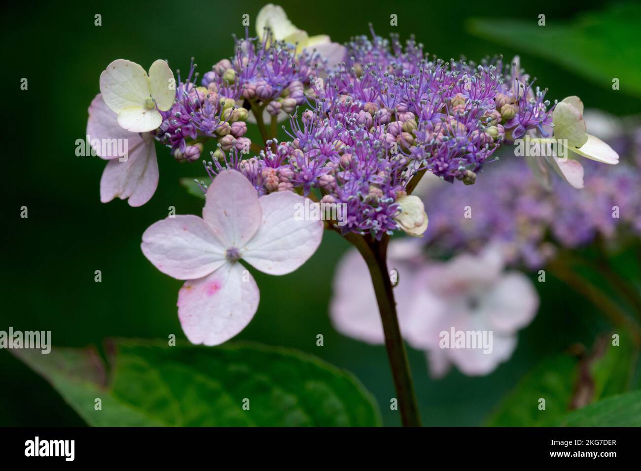 Mophead hydrangea, Purple, Hydrangea macrophylla Belzonii, Flowering, Hydrangea, Primo piano, Fiore Foto Stock
