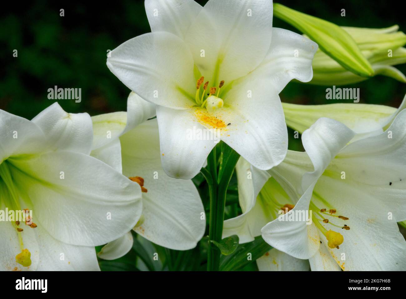 Lilium Cielo Bianco, Lilium longiflorum, Bianco, Lilium Lilium Lily Foto Stock