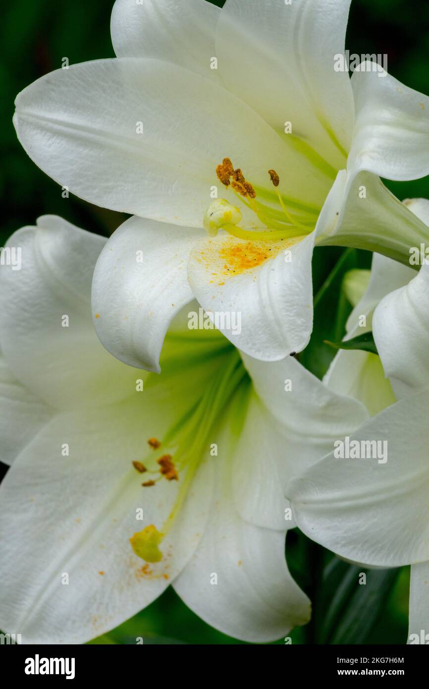 Lilium Cielo Bianco, Lilium longiflorum, Bianco, Lilium, Fiori, Gigli, fioritura, Fiori, Giglio Foto Stock
