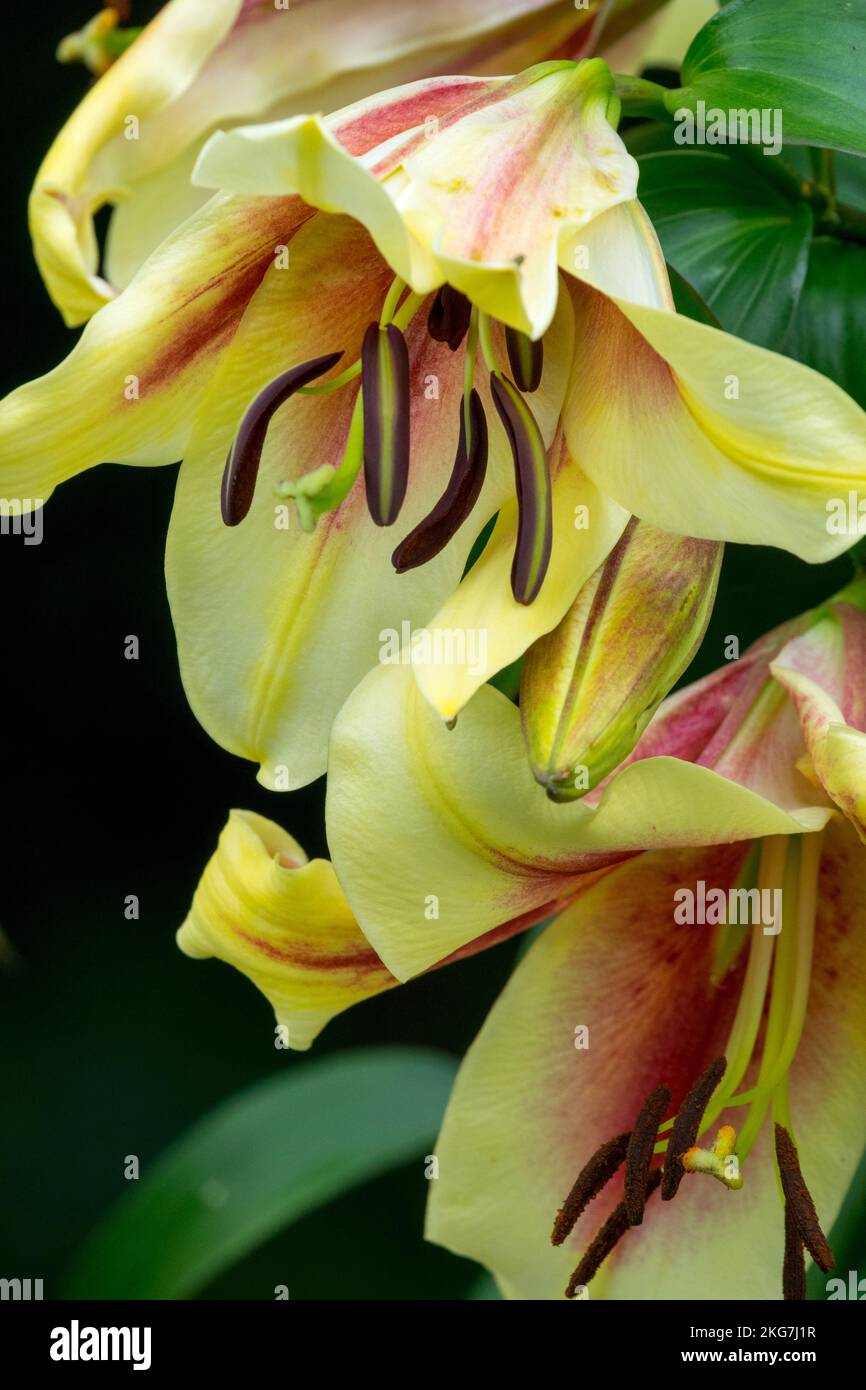 Lilium 'Lavon' fiore primo piano Ritratto Foto Stock