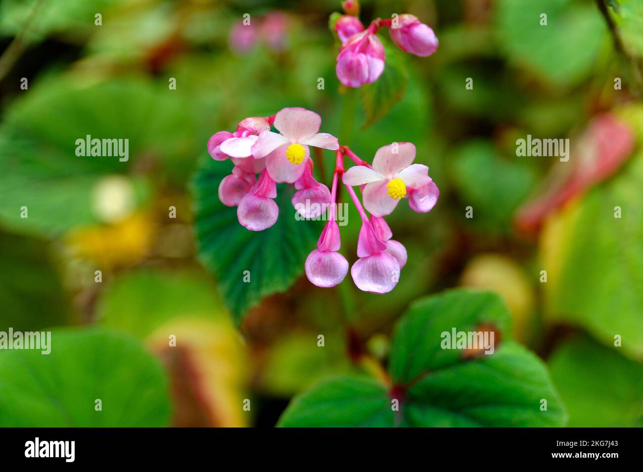 Fiore rosa capi Foto Stock