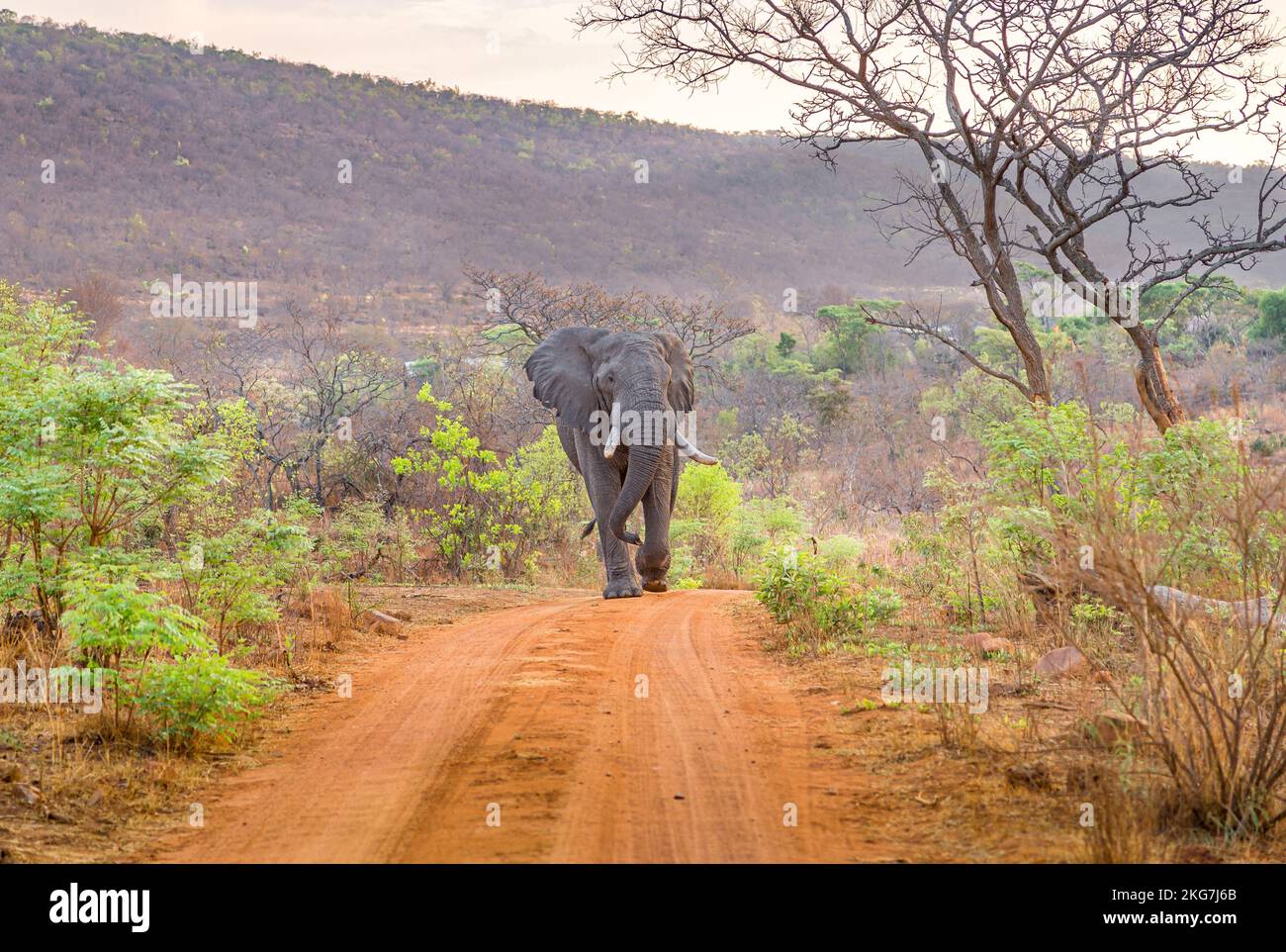 Elefante maschio nella riserva sudafricana del gioco Foto Stock