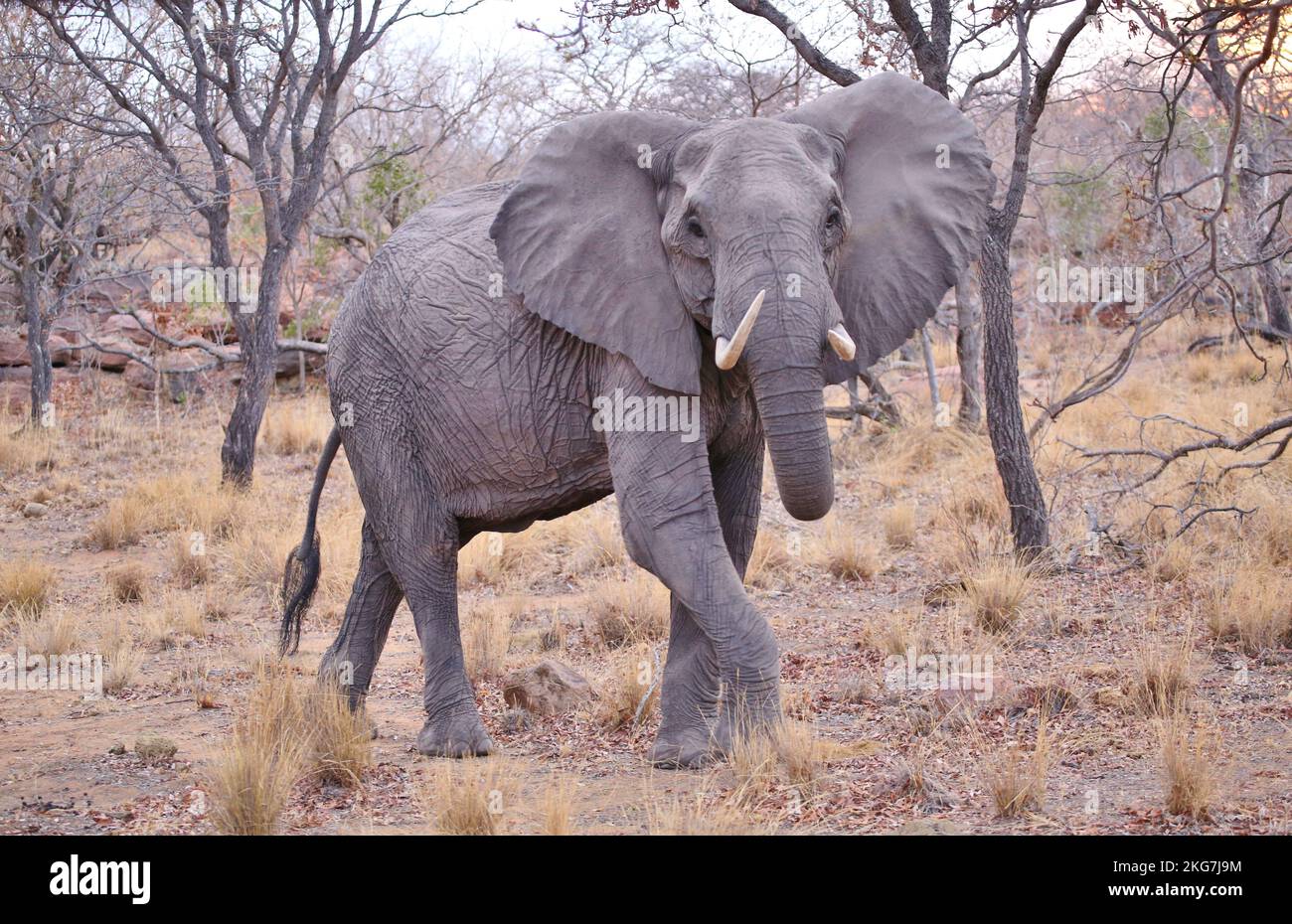 Elefante nella riserva di caccia sudafricana Foto Stock