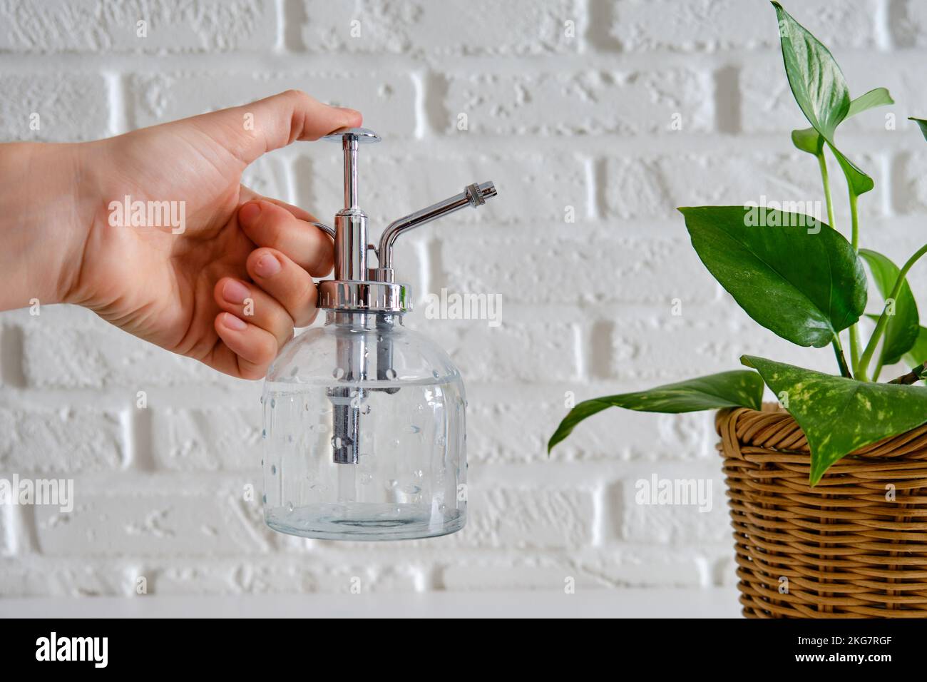 Le mani delle donne spruzzano una pianta domestica Epipremnum da un polverizzatore, primo piano Foto Stock