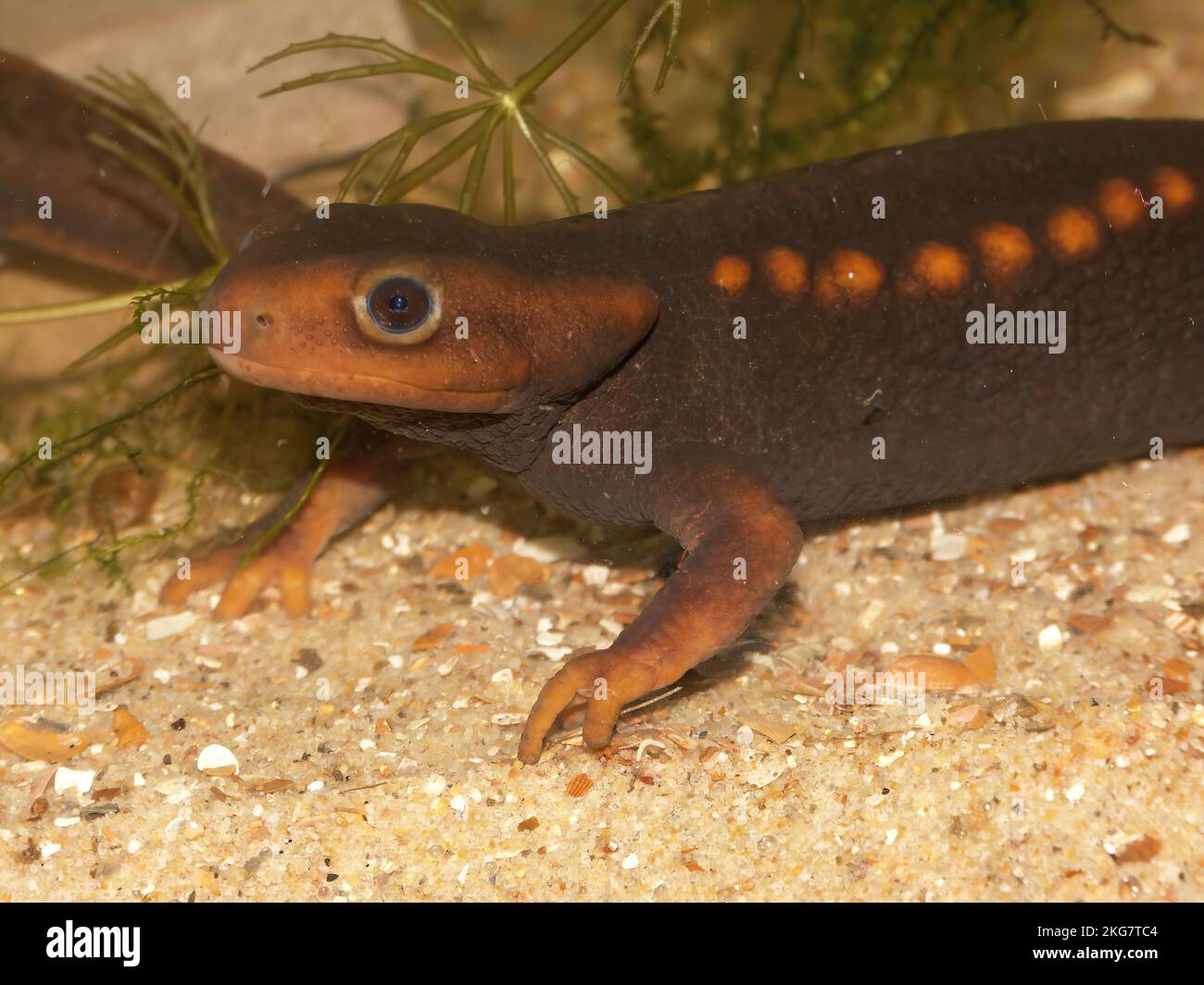 Un primo piano di un neonato himalayano adulto, Tylototriton verrucosus, nell'acquario Foto Stock