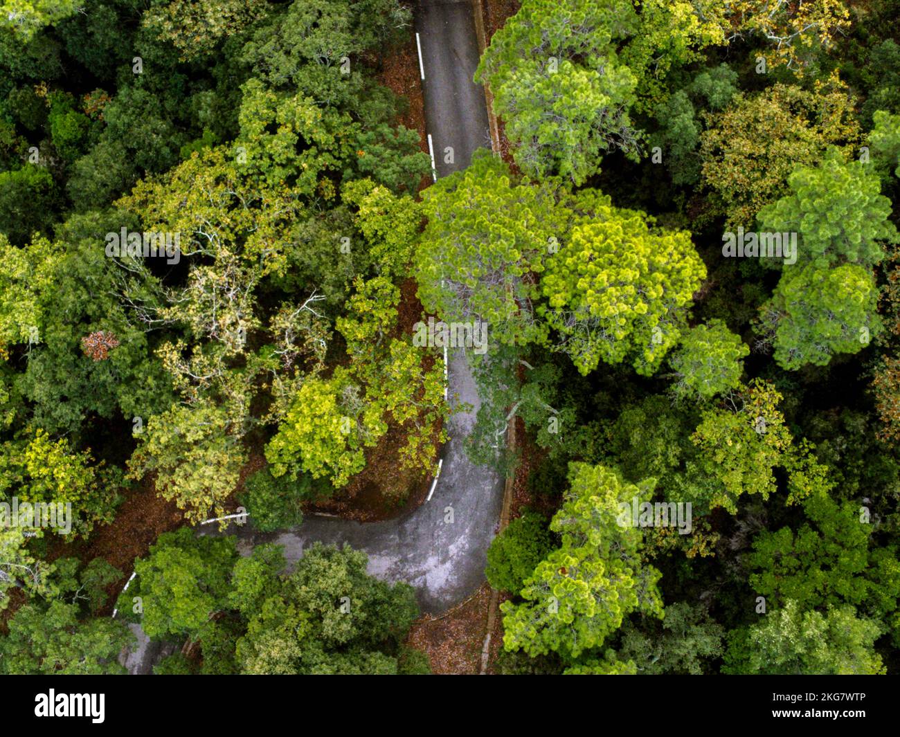 Foto aerea di una foresta di querce e di una strada Foto Stock