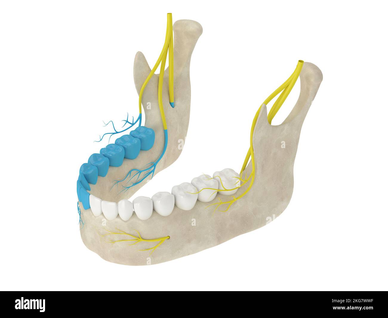 3d rappresentazione dell'arco mandibolare che mostra una zona del nervo alveolare inferiore bloccata. Tipi di anestesia dentale concetto. Foto Stock
