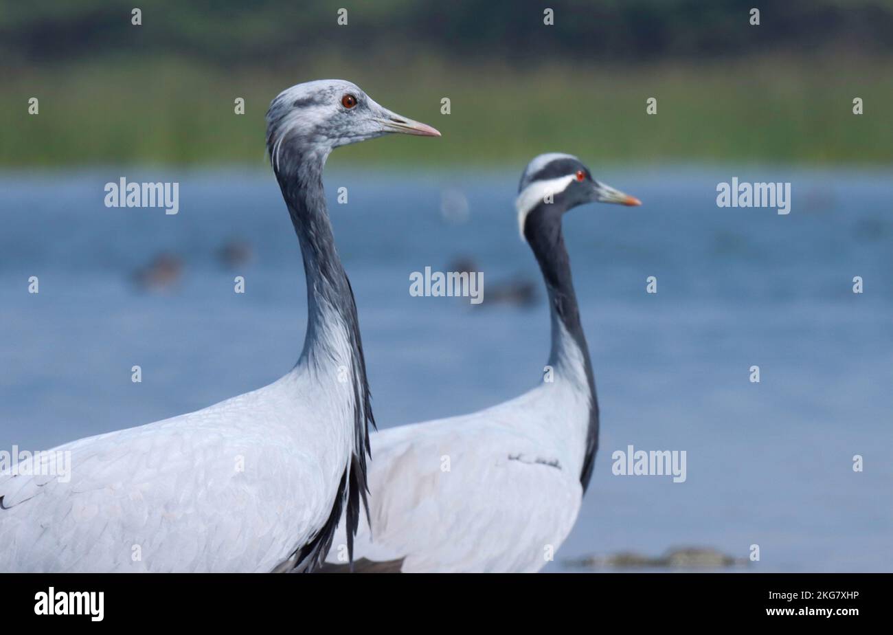 Dettagli primo piano della gru Demoiselle. GRUS virgo. Antropoides virgo. gru. uccelli acquatici. uccello grigio e nero. uccello singolo. Foto Stock