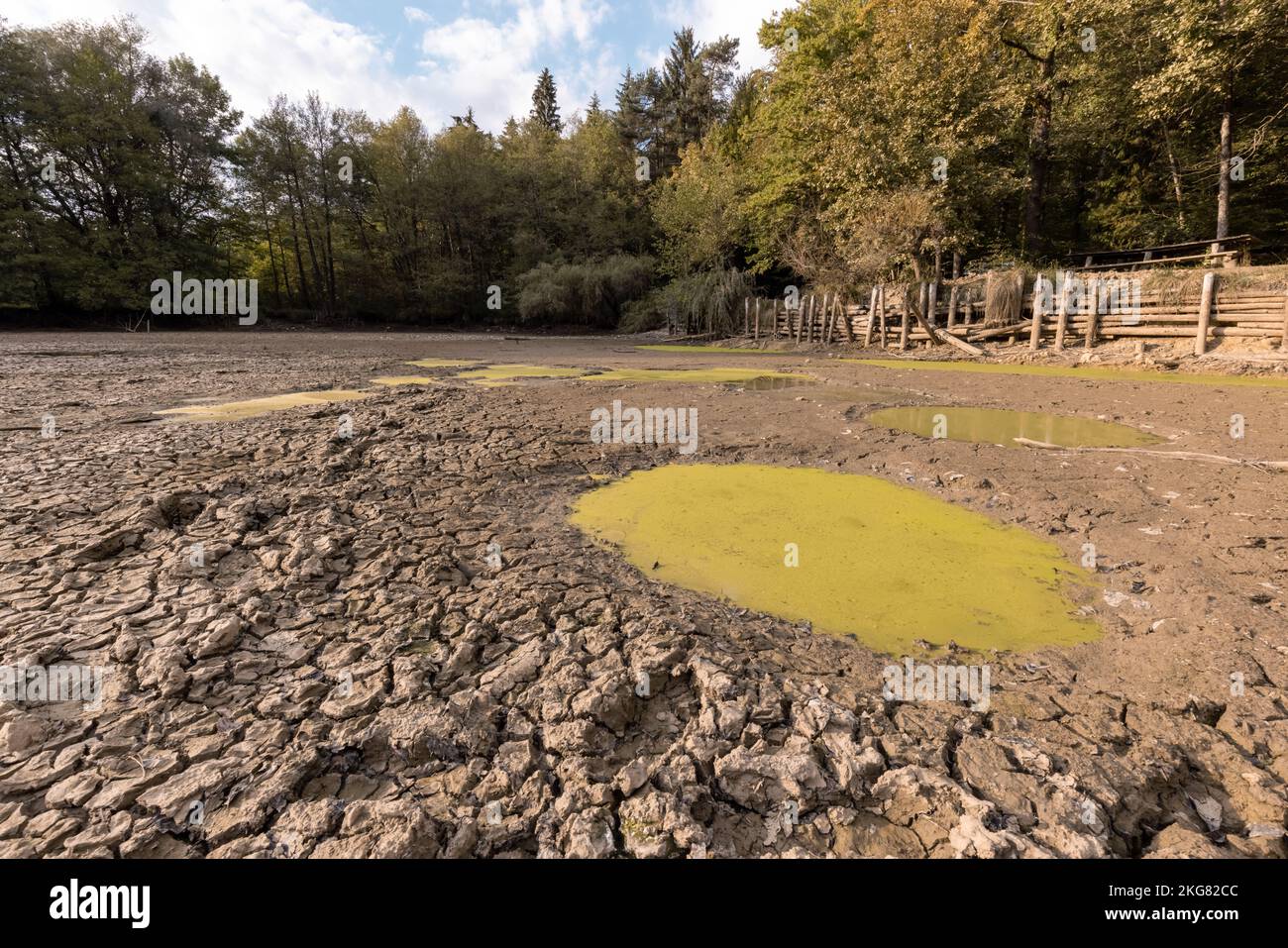 Pozze piene di acqua fangosa sporca su terreno secco cracked circondato da foresta verde, durante la stagione di siccità Foto Stock