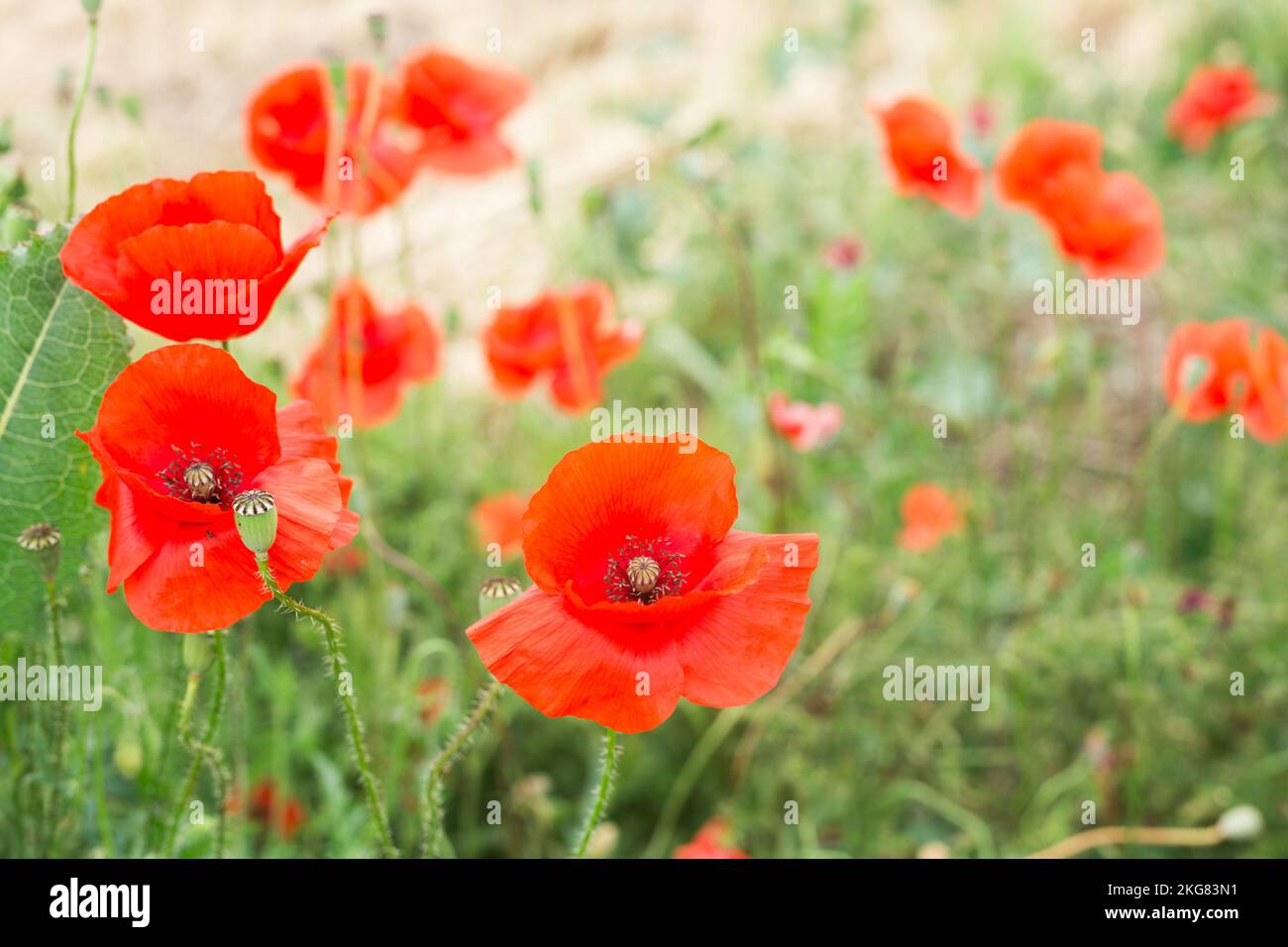 primo piano di un fiore di papavero rosso nel campo Foto Stock