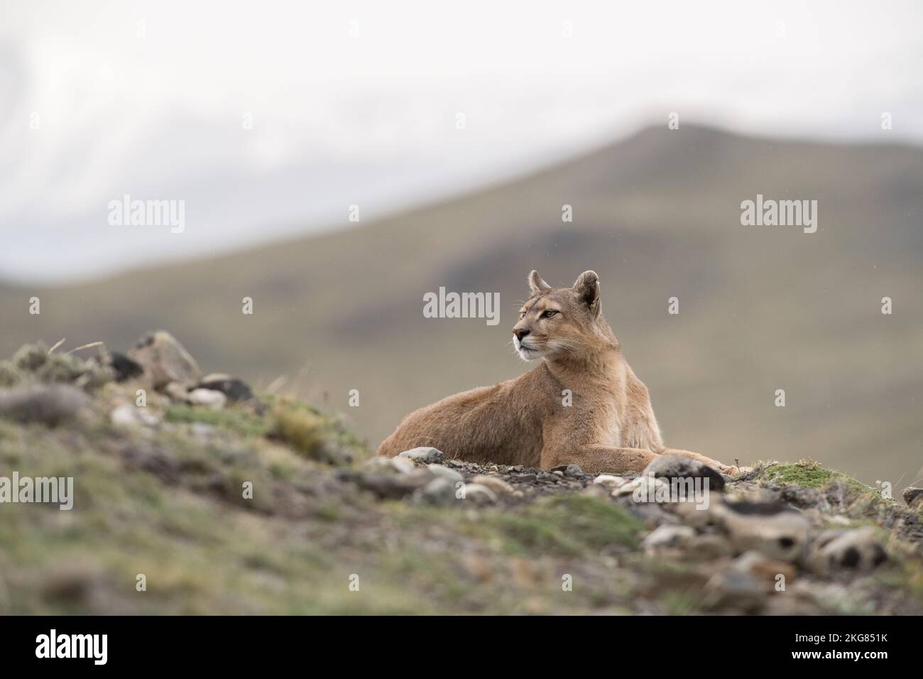 A Puma (Puma concolor) vicino a Torres del Painel, Cile Foto Stock