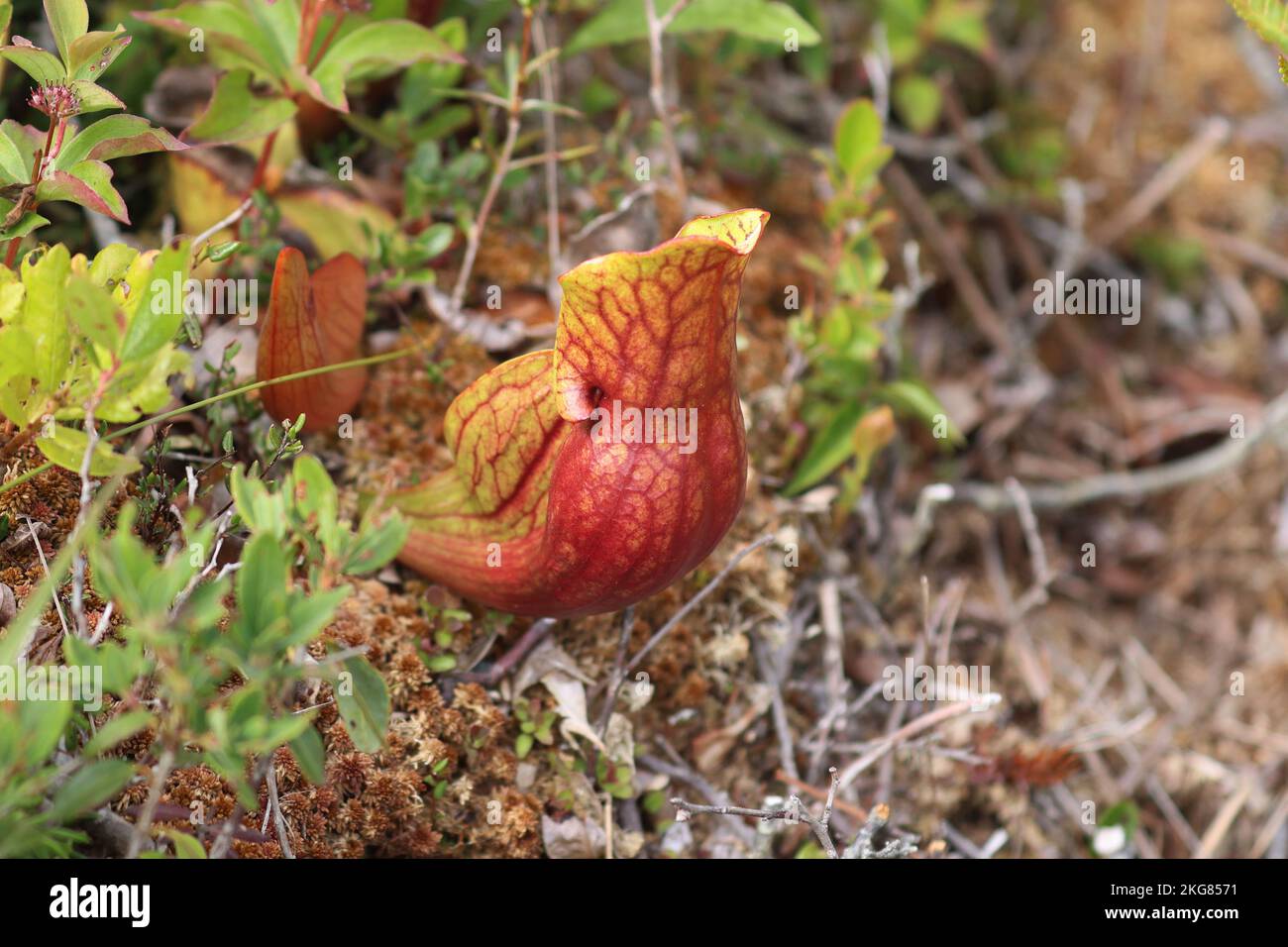 Impianto di caraffa nel Parco Nazionale di Kejimkujik, Canada Foto Stock