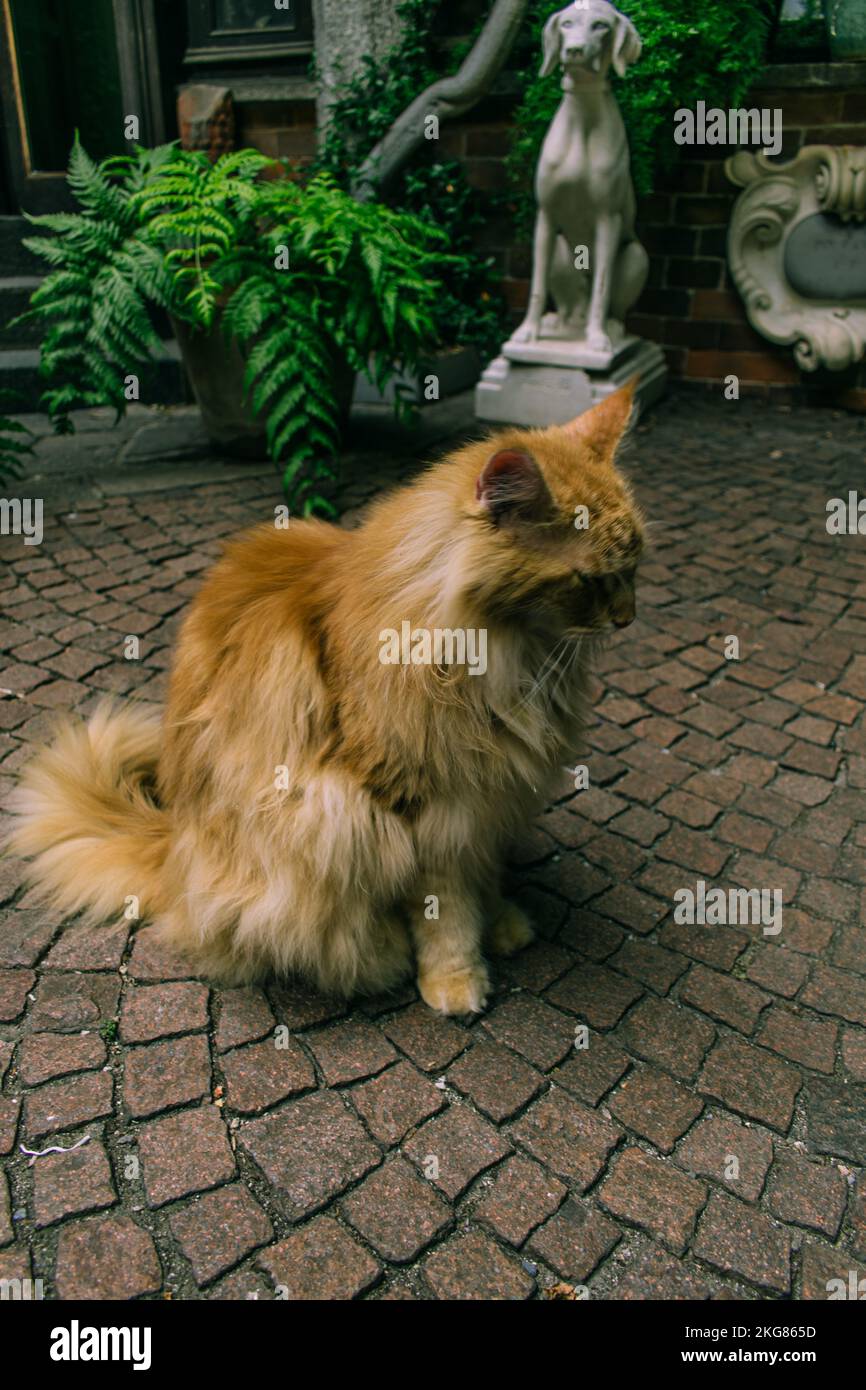 Un colpo verticale di un gatto domestico a capelli lunghi arancione-beige di ascendenza mista seduto su un pavimento di pietra Foto Stock