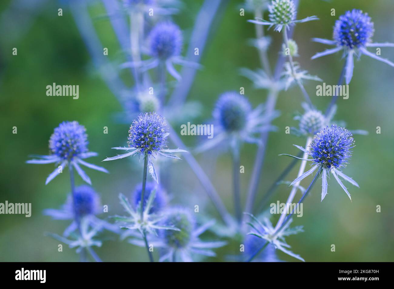 Eryngium planum, l'eryngo blu o agrifoglio di mare, è una pianta della famiglia Apiaceae, originaria della zona che comprende l'Euro centrale e sud-orientale Foto Stock