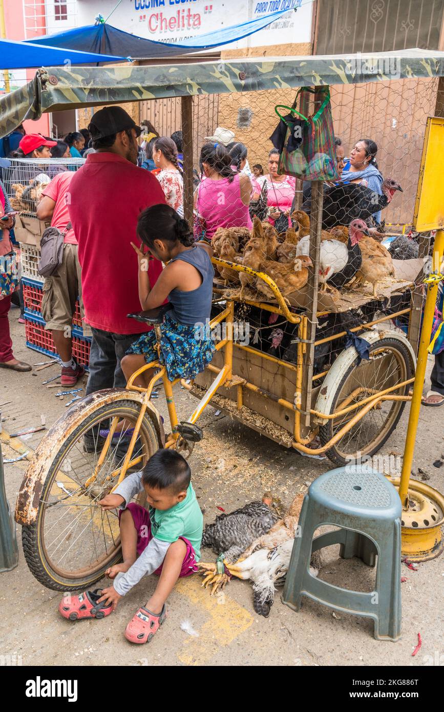 Un uomo con i suoi due figli che vende polli e tacchini al mercato settimanale di Zaachila, Oaxaca, Messico. Foto Stock