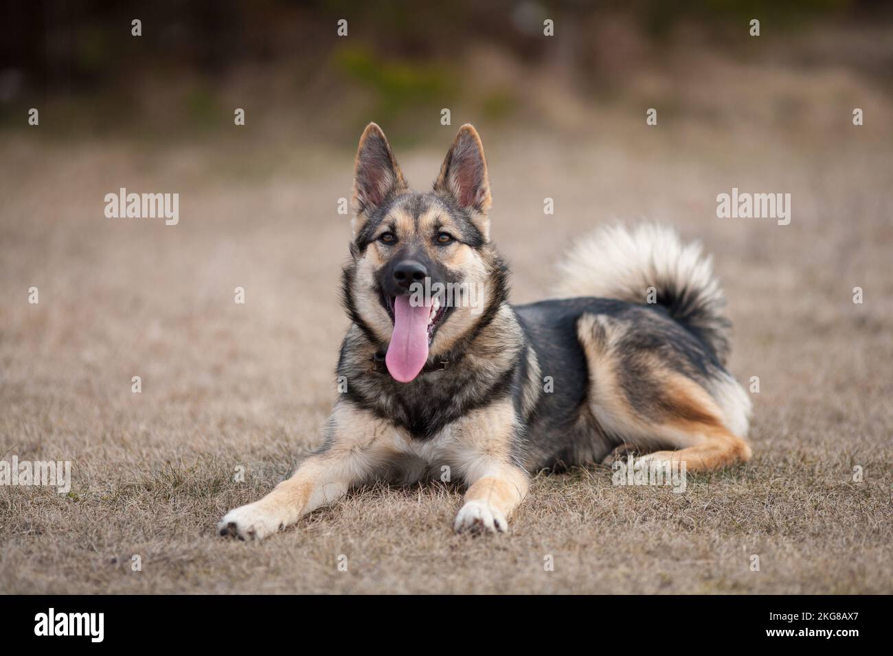 La bella giovane Laika siede su erba secca con lingua sporgente, Russia settentrionale e Siberia russa Foto Stock