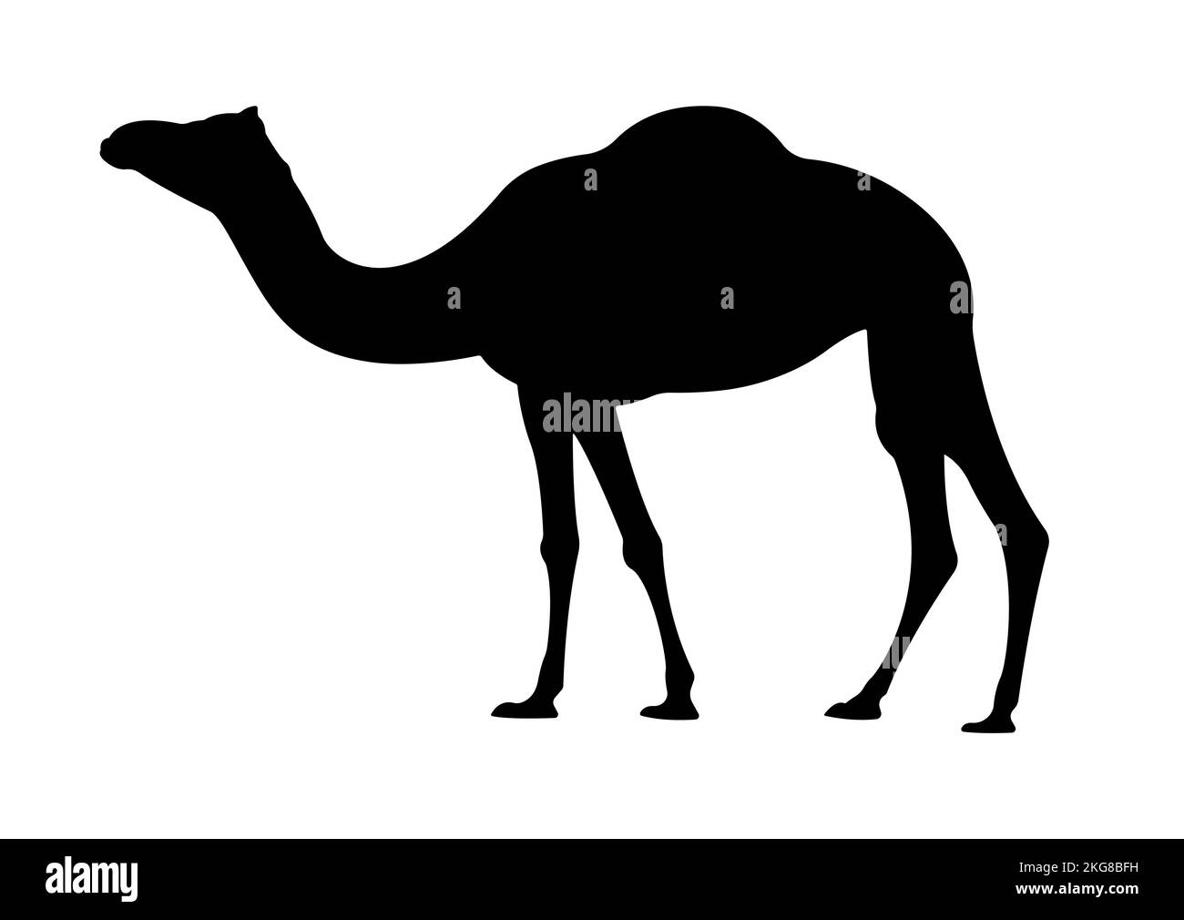 Una semplice illustrazione vettoriale di un cammello Illustrazione Vettoriale