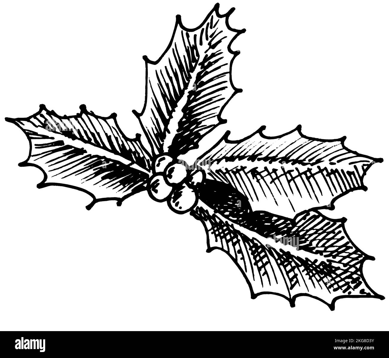 Icona Holly disegnata a mano libera Illustrazione Vettoriale