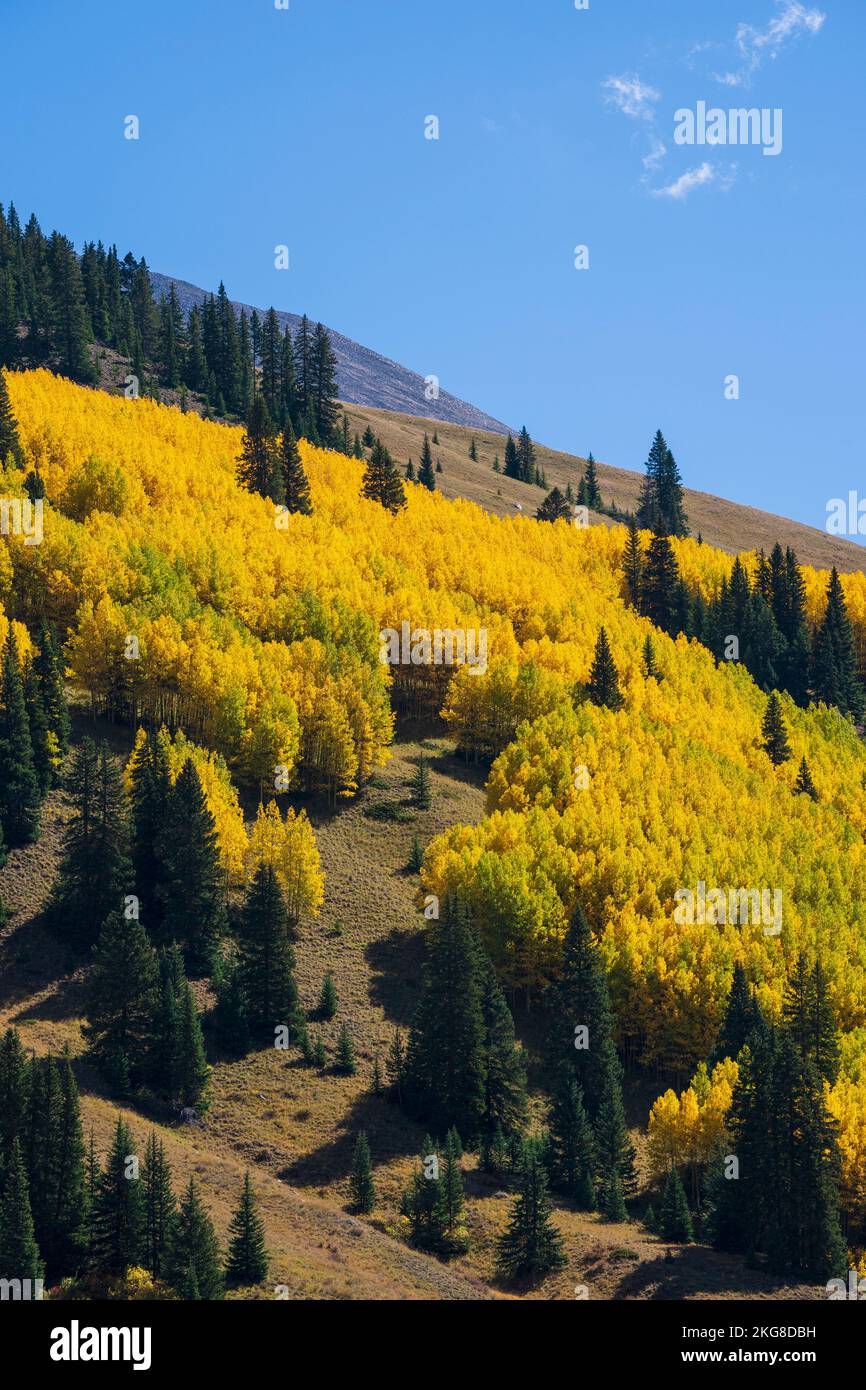 USA, Colorado, Leadville, Valle dei fantasmi, paesaggio autunnale con foresta gialla Foto Stock
