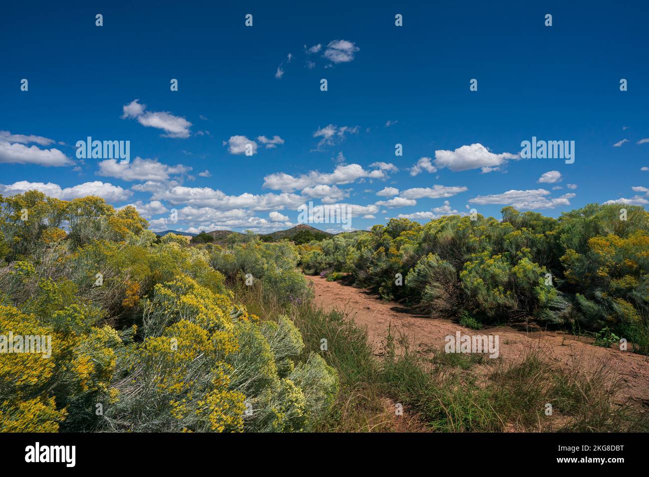 USA, New Mexico, Santa Fe, Chamisa fiorisce nel deserto nelle giornate di sole Foto Stock