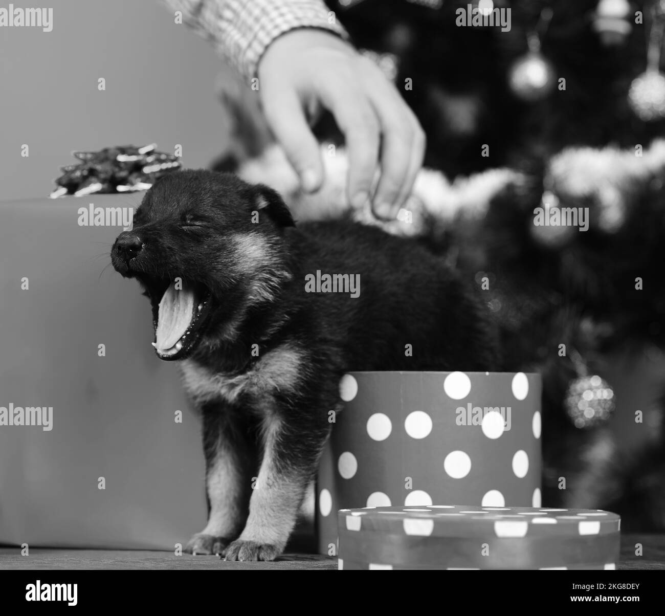 Dogy guarda fuori dalla scatola di Natale macchiata e sbadiglia su sfondo rosso. Cucciolo in confezione regalo. I cucci a mano maschile sono animali domestici come i xmas presenti vicino all'abete. Anno nuovo Foto Stock