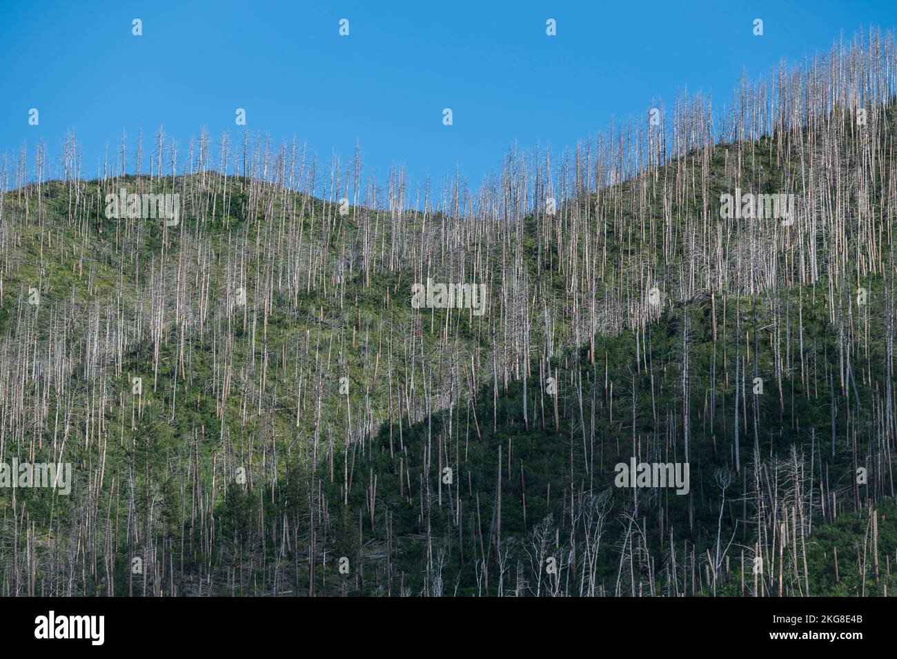 USA, New Mexico, paesaggio bruciato dopo un incendio nella foresta nelle montagne Jemez Foto Stock