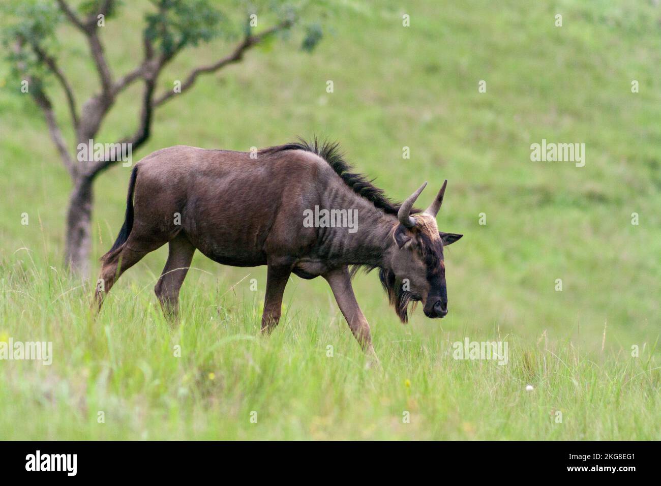 Un fuoco selettivo sparato di wildebeest nero (Connochaetes gnou) nel campo Foto Stock