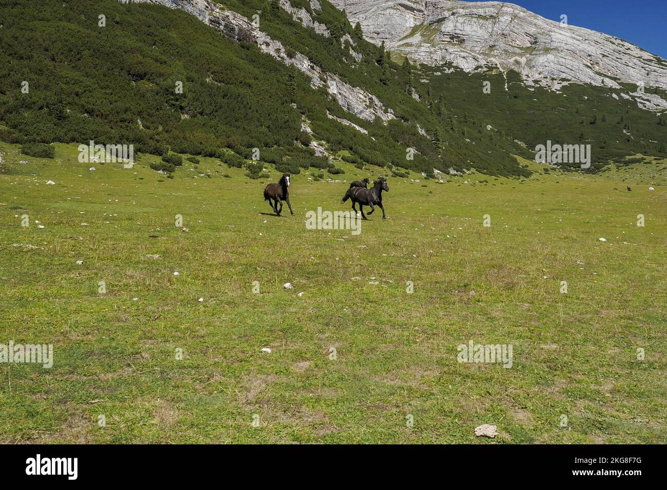 cavalli in erba in dolomiti montagne panorama sfondo Foto Stock