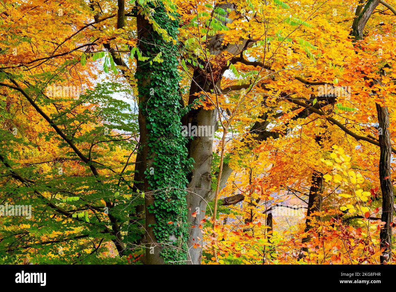 Foresta Nera nei colori autunnali Grenzach, Grenzach-Wyhlen, Baden-Württemberg, Germania. Foto Stock