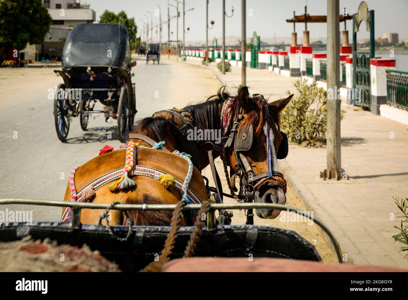 Egitto, Edfu, carrozze turistiche a cavallo su strada Foto Stock