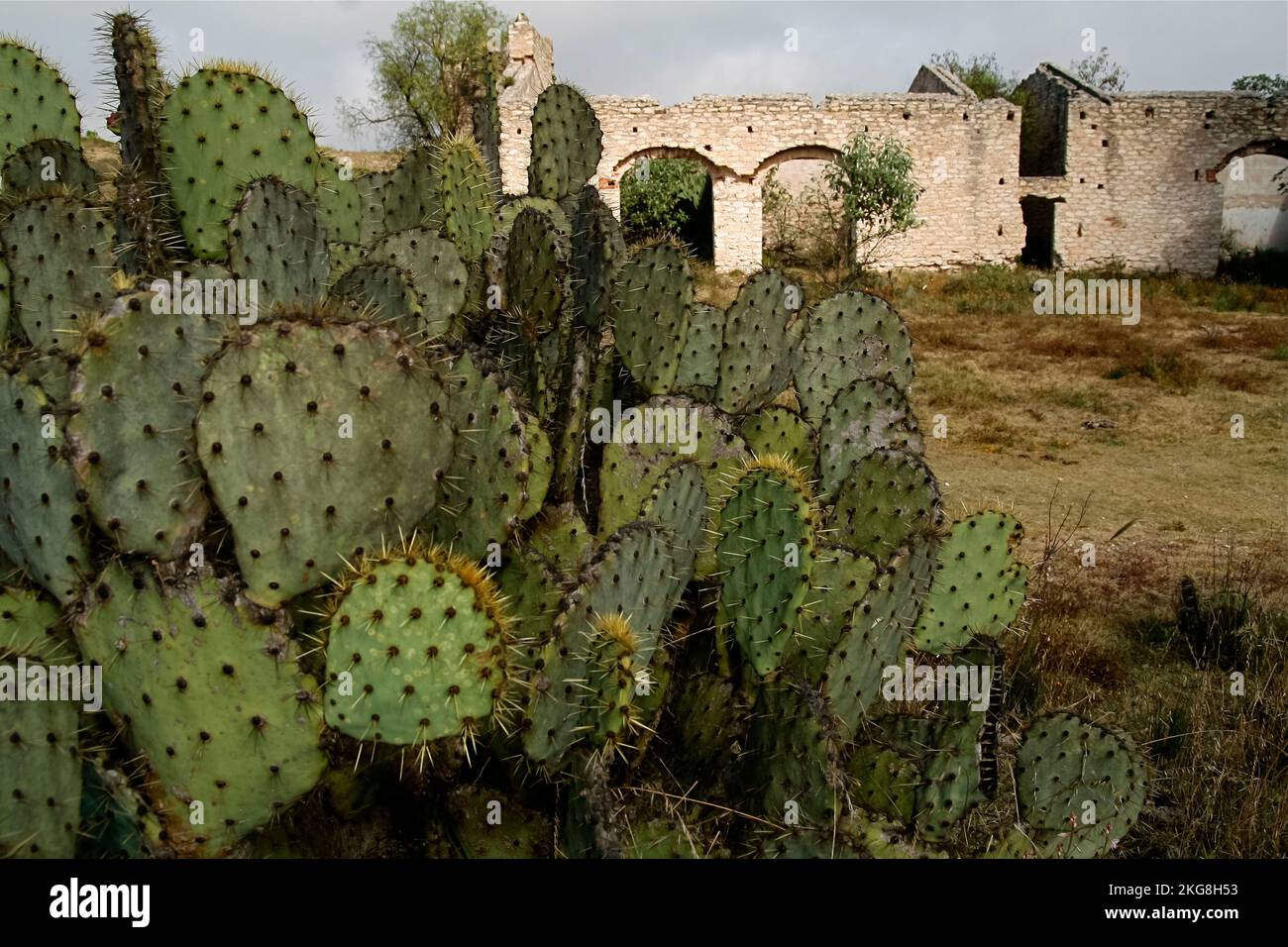 Messico, Pozos, Cactus e abbandonata vecchia città mineraria d'argento Foto Stock