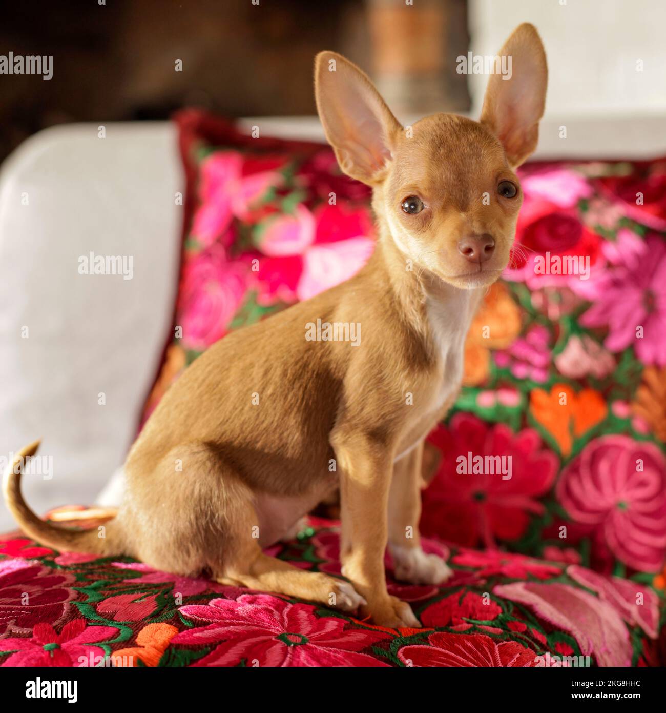 Cucciolo di Chihuahua seduto su un cuscino floreale Foto Stock