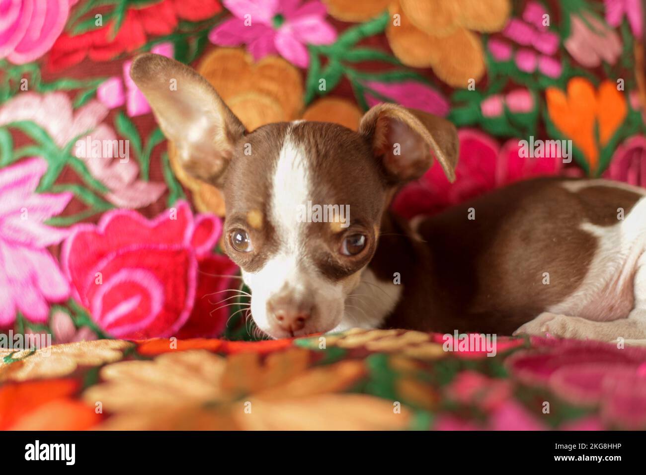 Cucciolo di Chihuahua sdraiato su un cuscino floreale Foto Stock